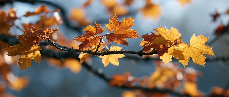 Close-up of maple tree branch with autumn leaves in sunlight