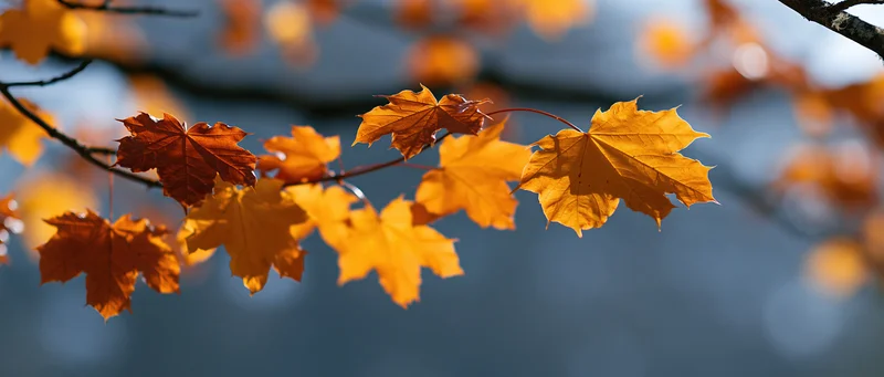 Maple leaves in autumn colors on a branch against a blurred sky background