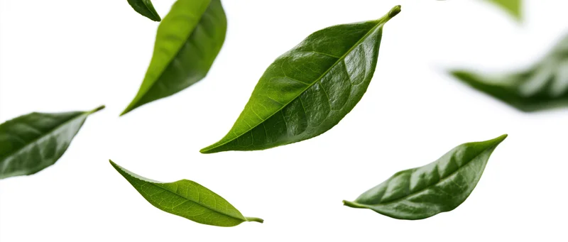 Green tea leaves floating mid-air against a white background