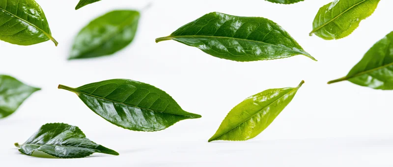 Green tea leaves floating mid-air against a white background