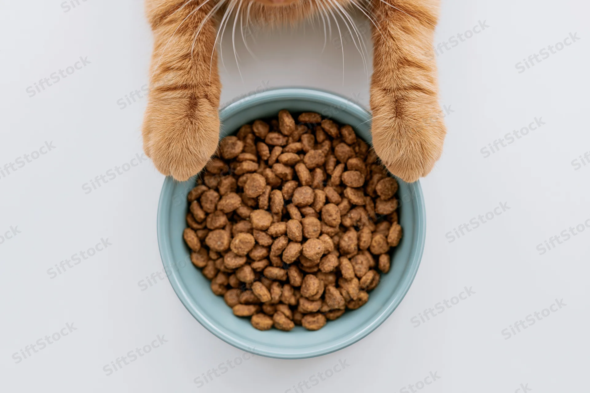 Orange tabby cat’s paws gripping a blue bowl filled with dry kibble from above on white background