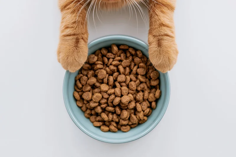 Orange tabby cat’s paws gripping a blue bowl filled with dry kibble from above on white background