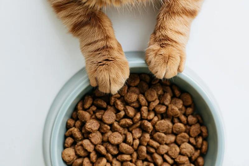 Orange tabby cat’s paws gripping edge of a bowl filled with dry kibble from above