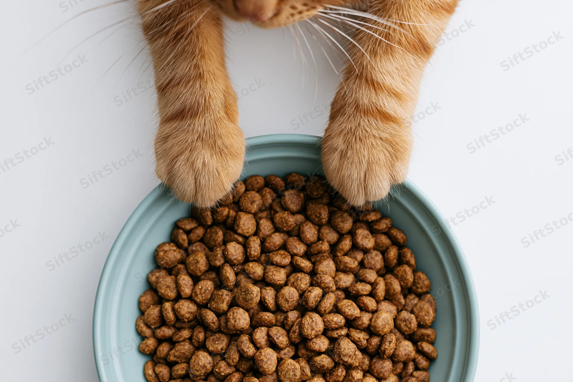 Orange tabby cat’s paws resting on edge of blue bowl filled with dry kibble against white background