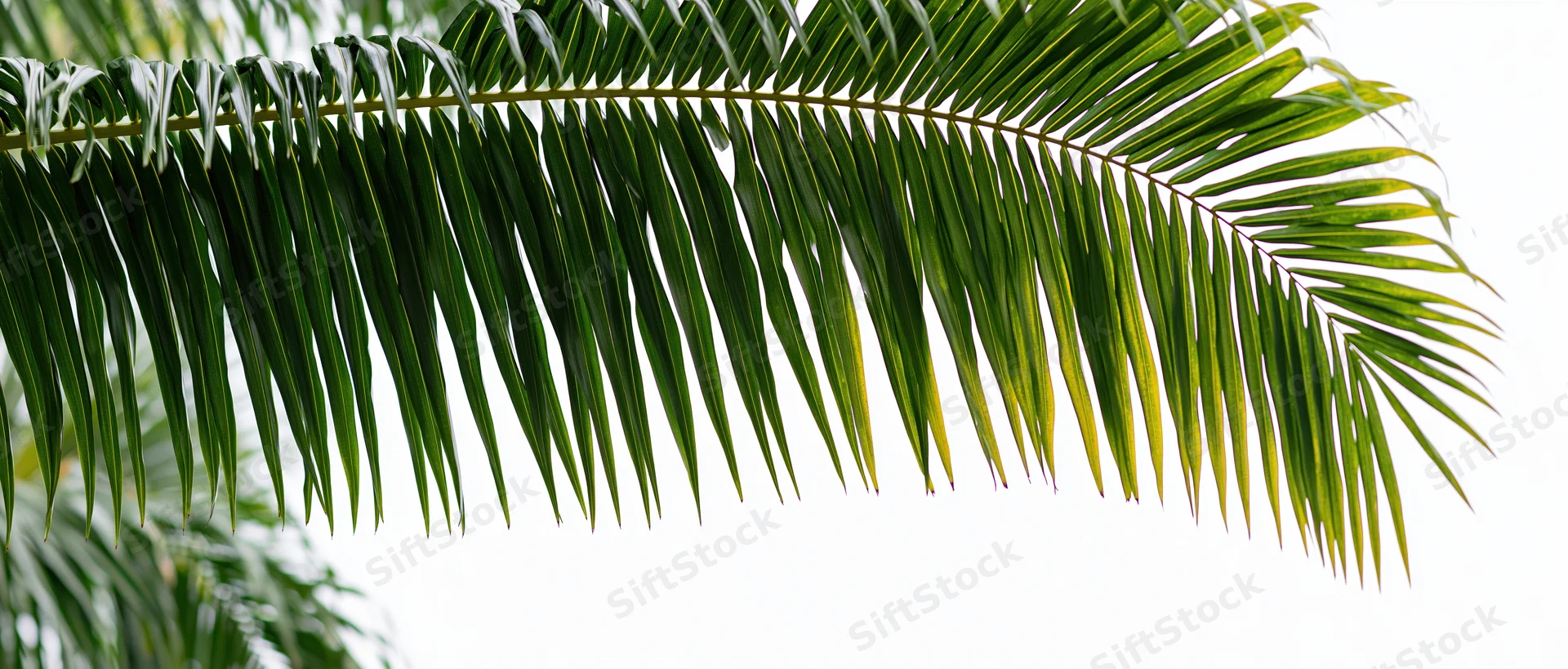 Palm frond hanging down across the top of the frame against a white background