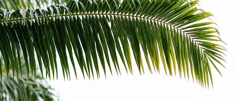 Palm frond hanging down across the top of the frame against a white background