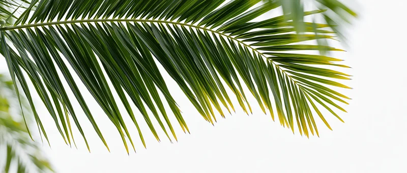 Palm frond hanging down from above against white background