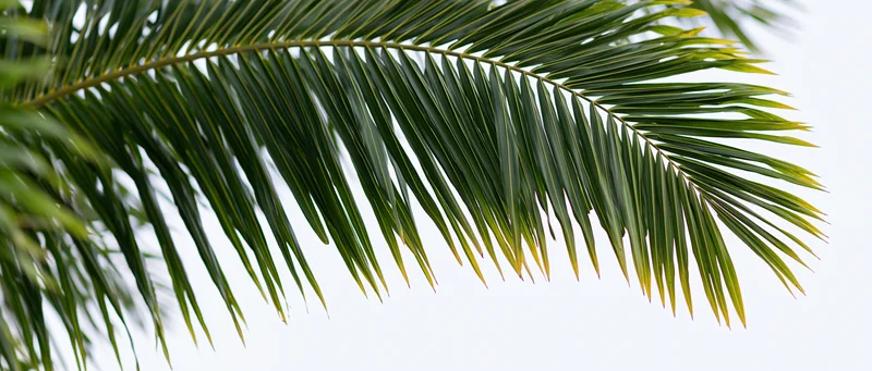 Palm frond hanging down against white background with copyspace below