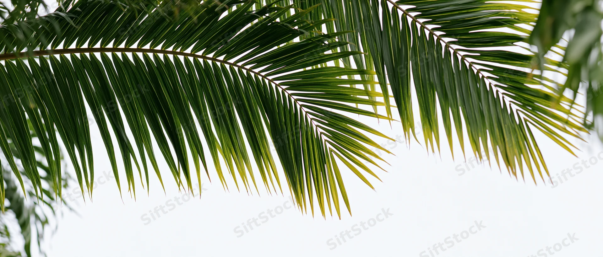 Palm fronds hanging down from above against a white sky with copyspace below