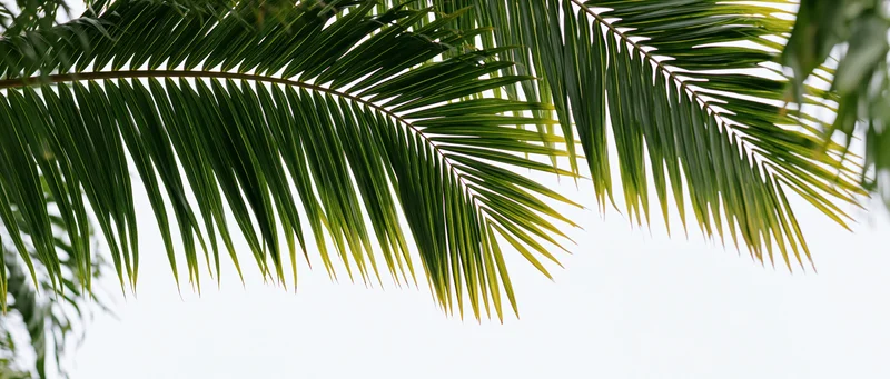 Palm fronds hanging down from above against a white sky with copyspace below