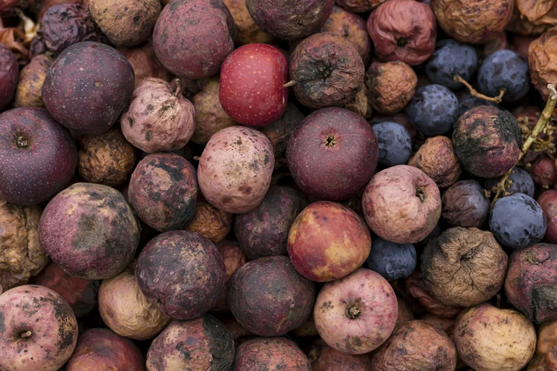 Closeup of rotting apples and grapes piled together showing decay and spoilage