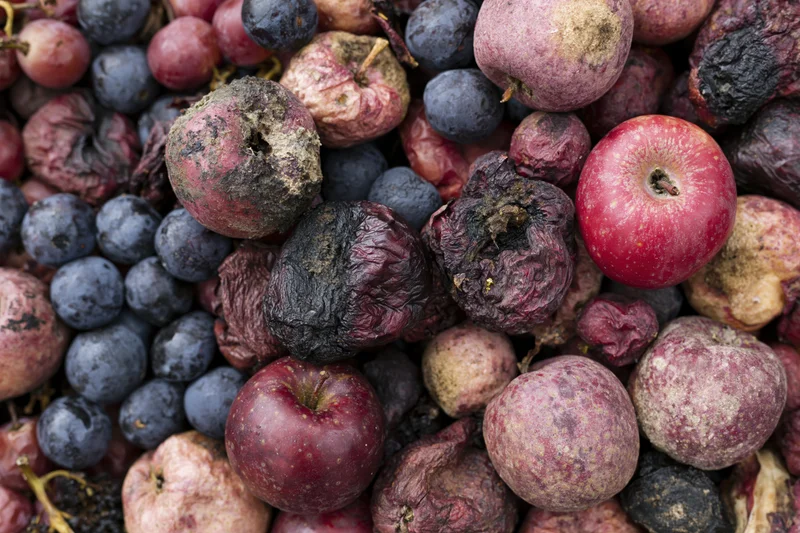Rotting apples and grapes piled together in close-up view