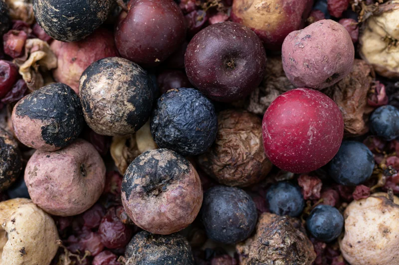 Rotting apples and grapes piled together in close-up view
