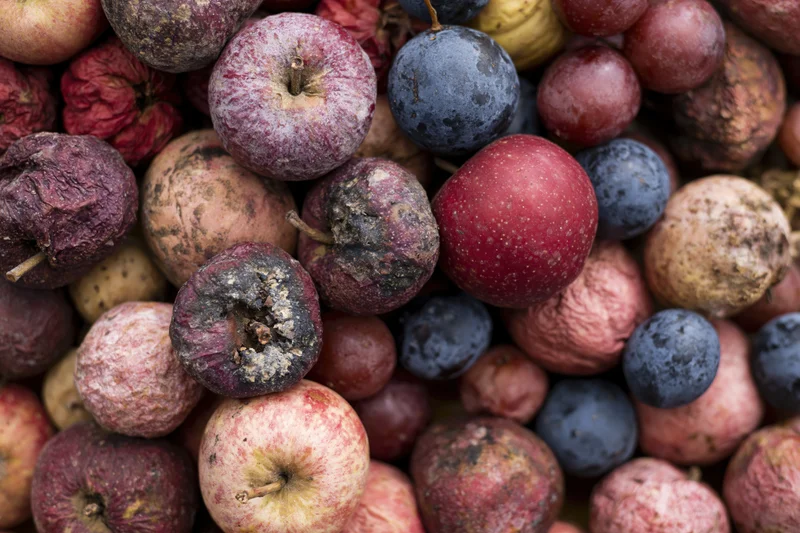 Closeup of rotting apples and grapes piled together showing decay and mold