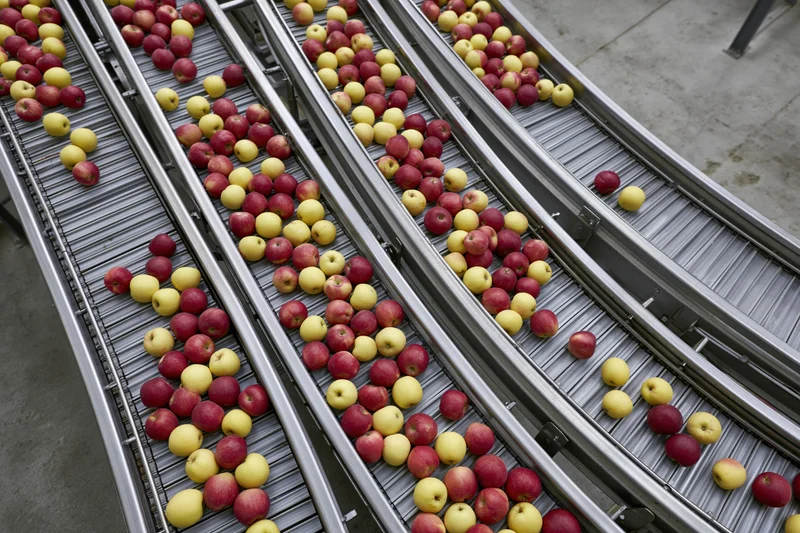 Red and yellow apples moving along parallel metal conveyor belts in a fruit processing facility