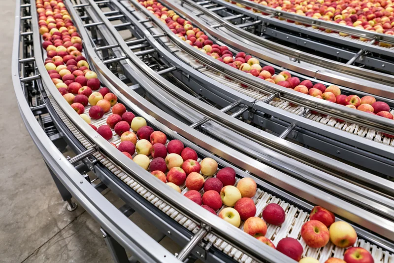 Red and yellow apples moving along parallel conveyor belts in a food processing facility
