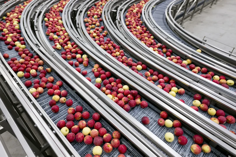 Red and yellow apples moving along parallel conveyor belts in a fruit processing facility