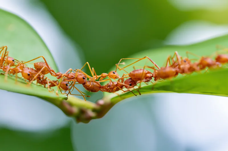 Red weaver ants forming a living chain bridge across a green leaf in a natural outdoor setting