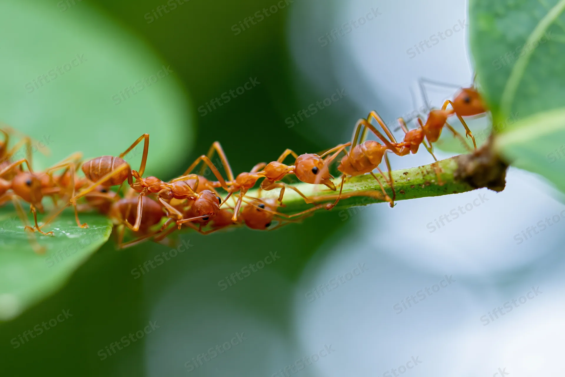 Red weaver ants forming a living chain bridge across a green plant stem in a natural outdoor setting