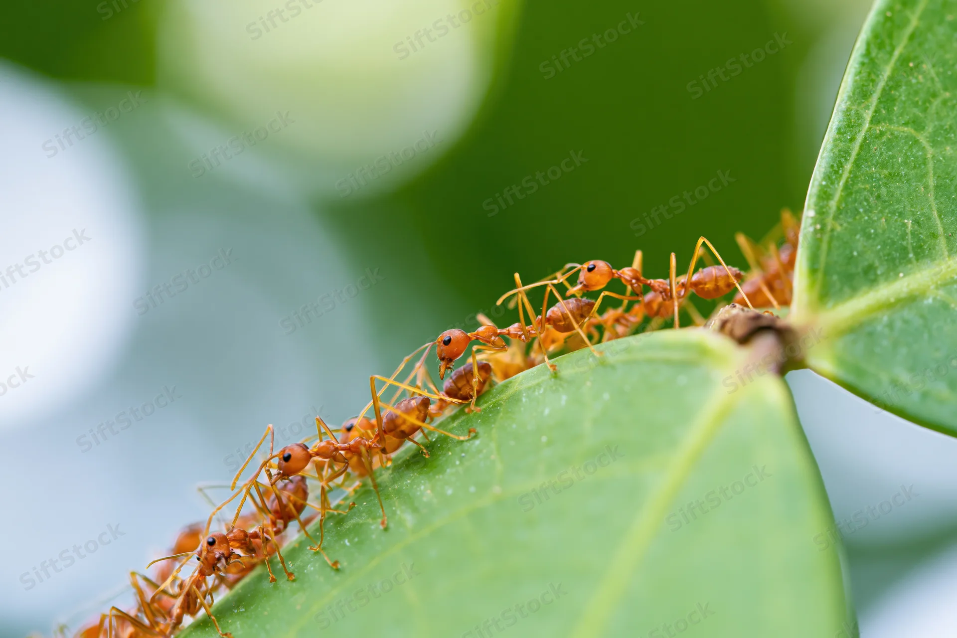 Red weaver ants forming a living chain bridge across a green leaf in a natural setting