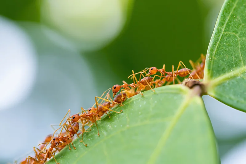 Red weaver ants forming a living chain bridge across a green leaf in a natural setting