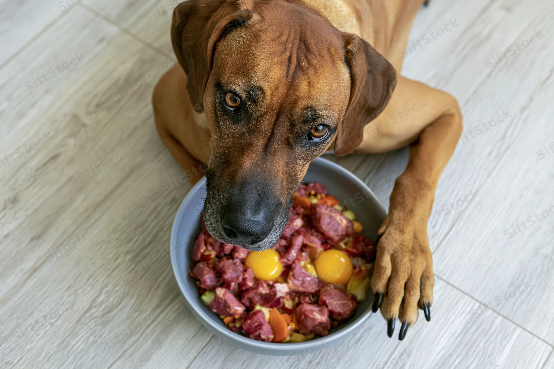 Rhodesianridgeback dog lying flat on light wood laminate floor eating raw food from bowl with meat and eggs