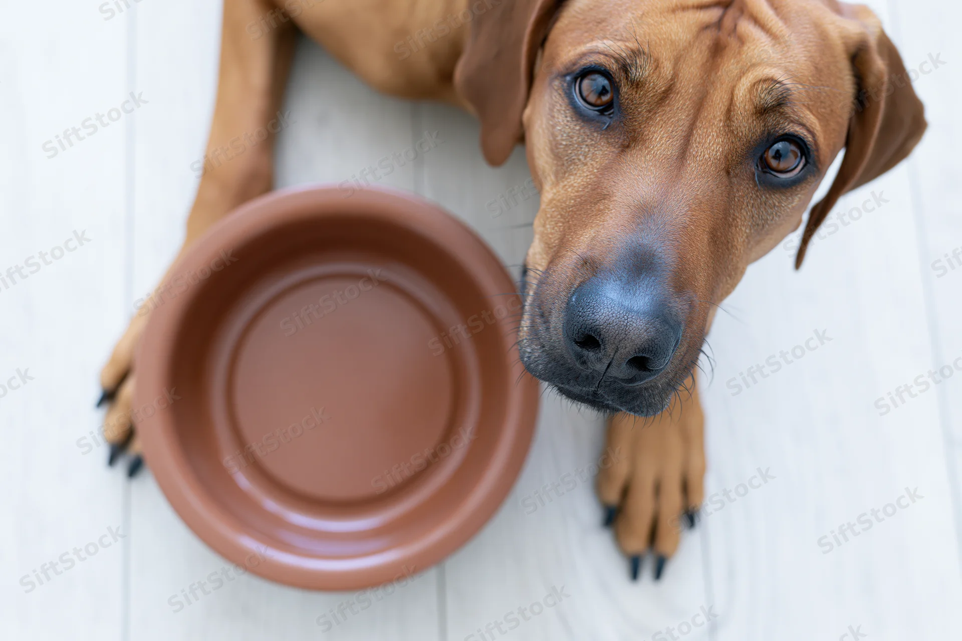 Rhodesianridgeback dog lying flat on white wooden deck with empty brown bowl beside it