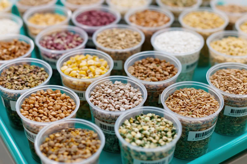 Rows of clear plastic cups filled with various grains arranged on a blue tray