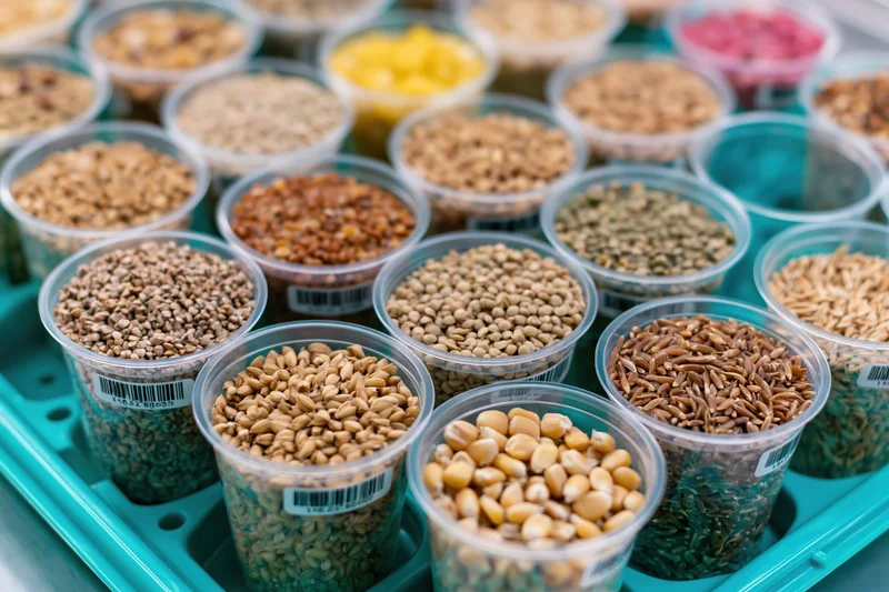 Clear plastic cups filled with various grains arranged in a tray for sample display