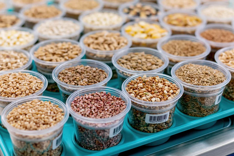 Rows of clear plastic cups filled with various grains arranged on a blue tray