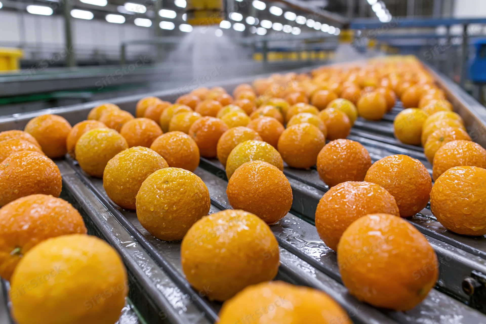 Fresh oranges moving along industrial conveyor belts in a food processing facility