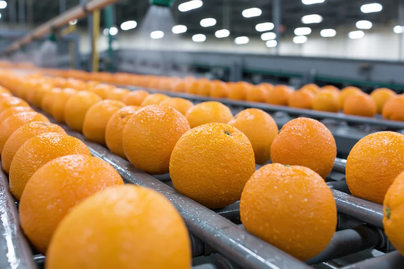 Fresh oranges moving along industrial conveyor belts in a processing facility