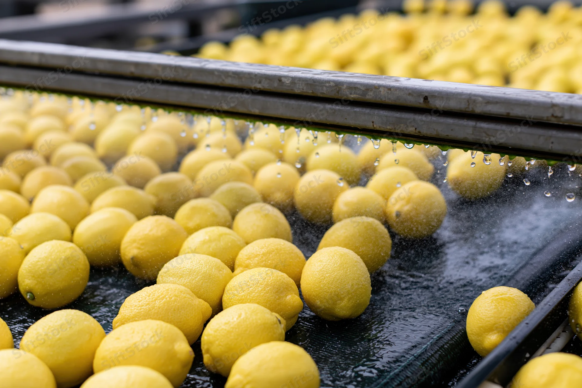Lemons moving along a conveyor belt being sprayed with water in a processing facility