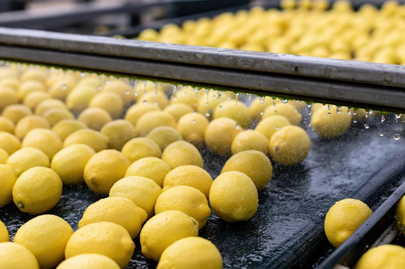 Lemons moving along a conveyor belt being sprayed with water in a processing facility