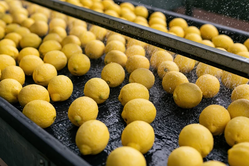 Lemons being washed on a dark conveyor belt in a food processing facility