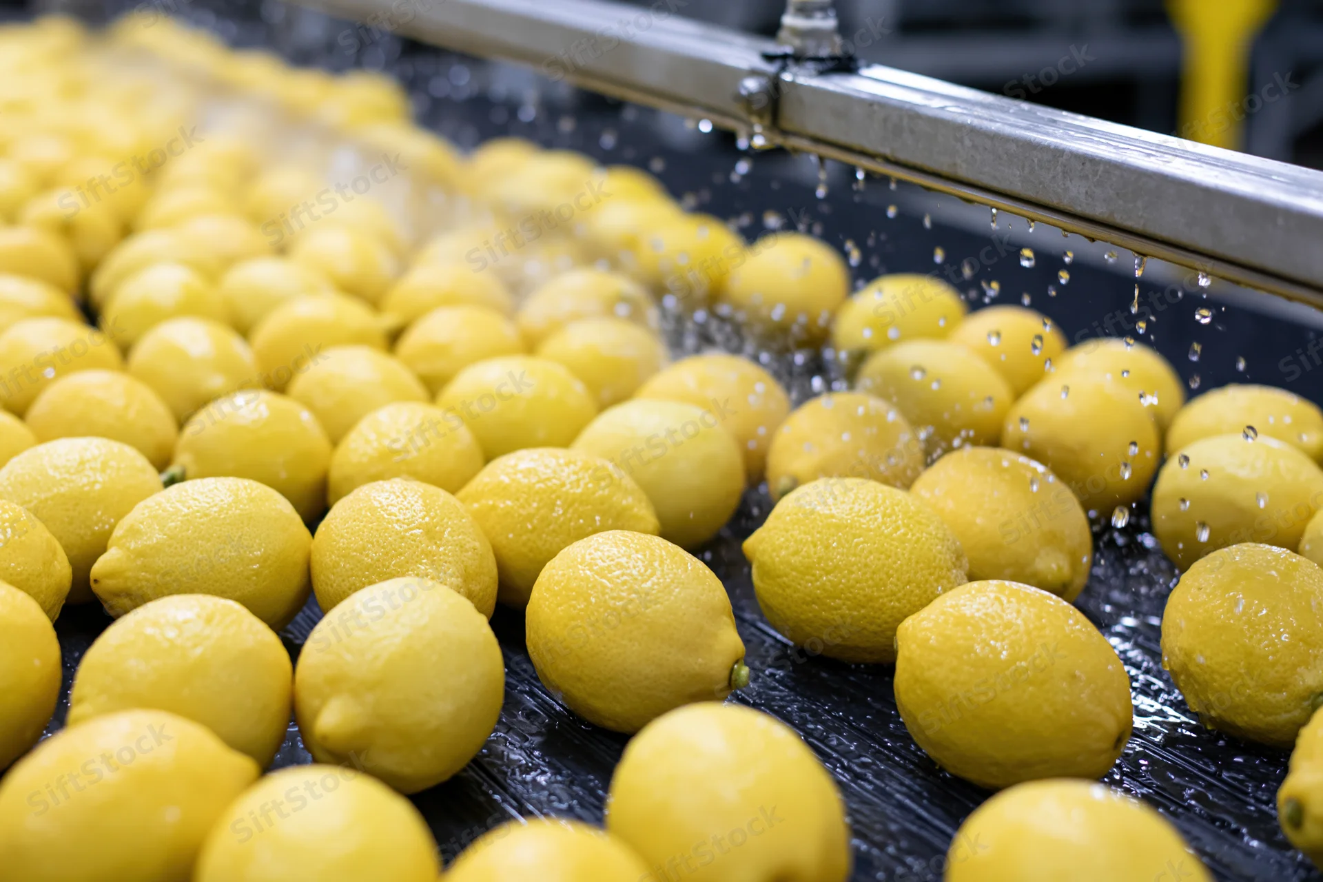 Lemons moving along a conveyor belt being sprayed with water in a food processing facility