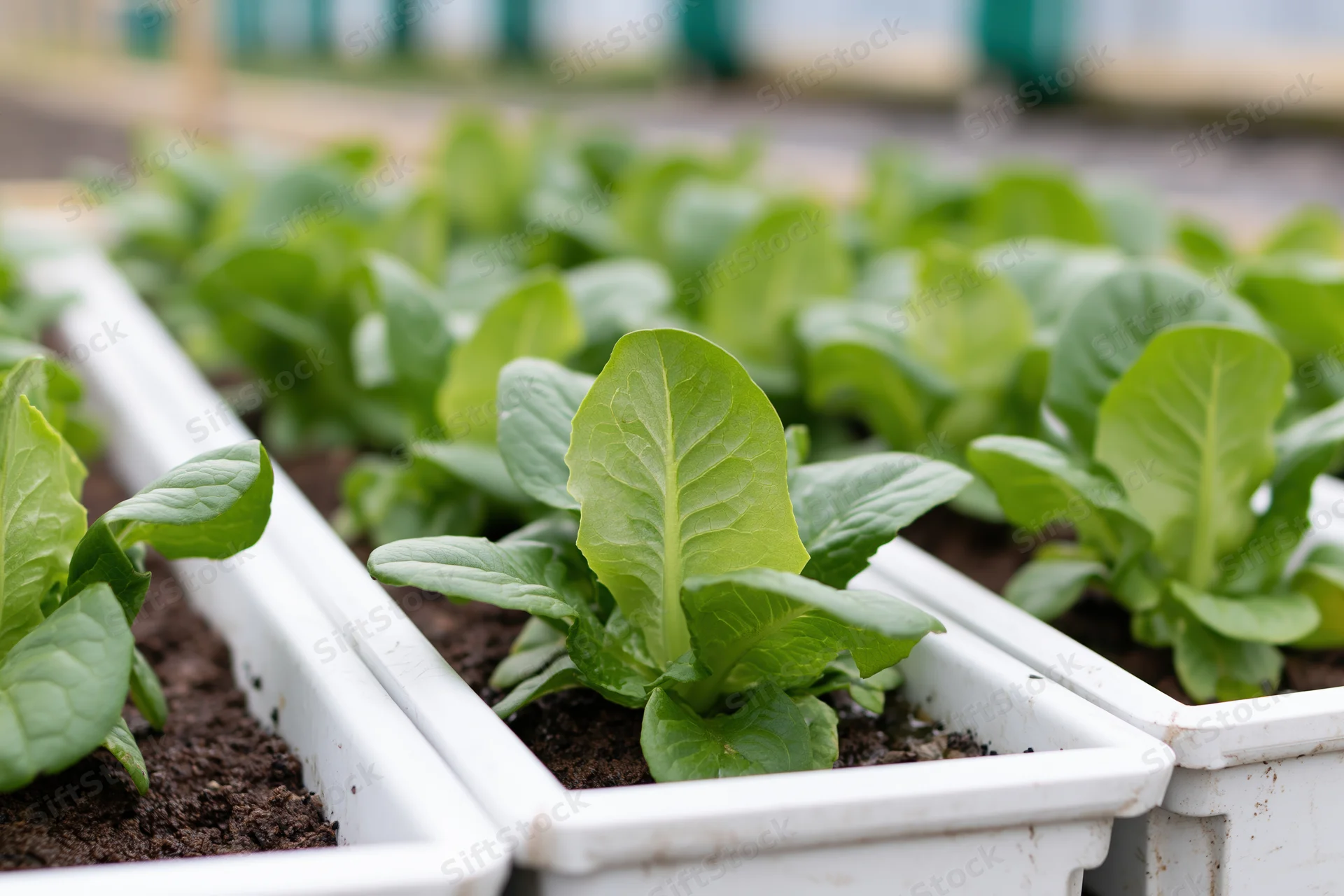 Young romaine lettuce growing in white rectangular trays in a greenhouse setting