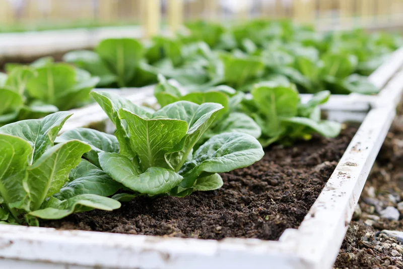 Young romaine lettuce growing in rows within white raised garden beds filled with dark soil
