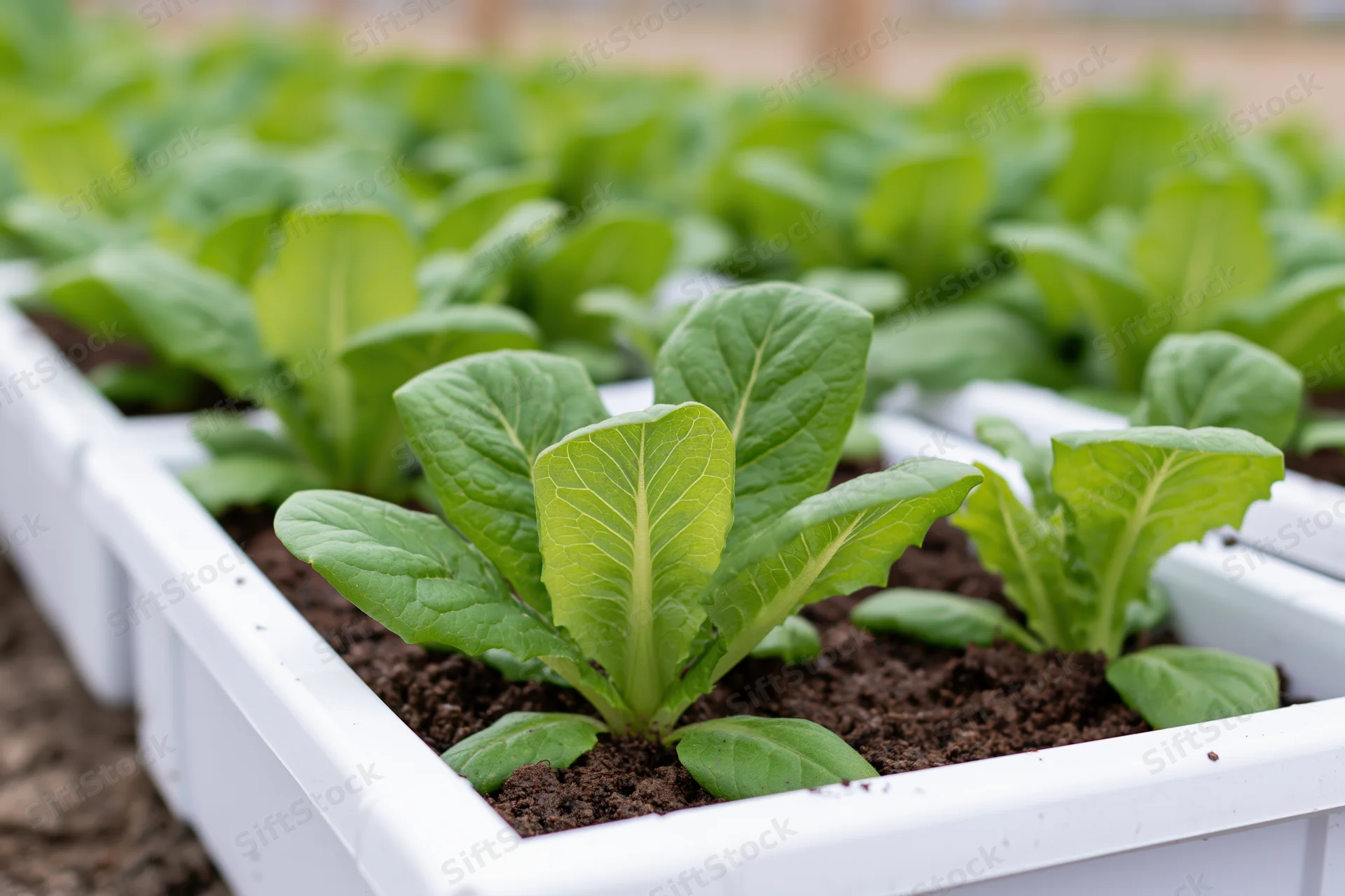Young romaine lettuce growing in white rectangular containers in rows