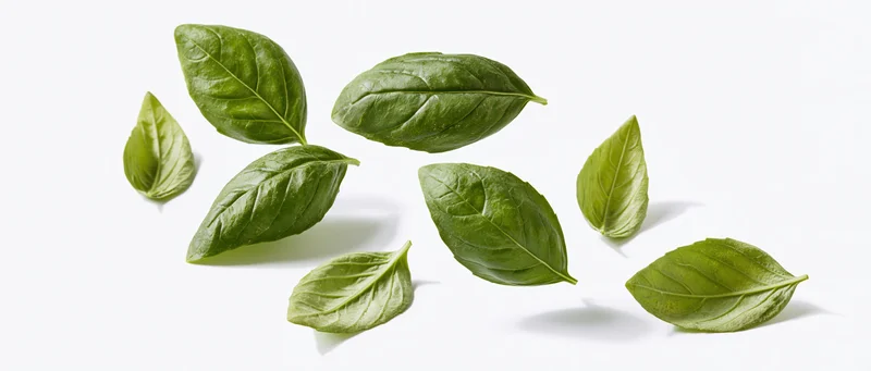 Fresh basil leaves scattered mid-fall against a pure white background