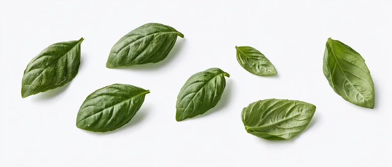 Fresh basil leaves scattered on a white surface