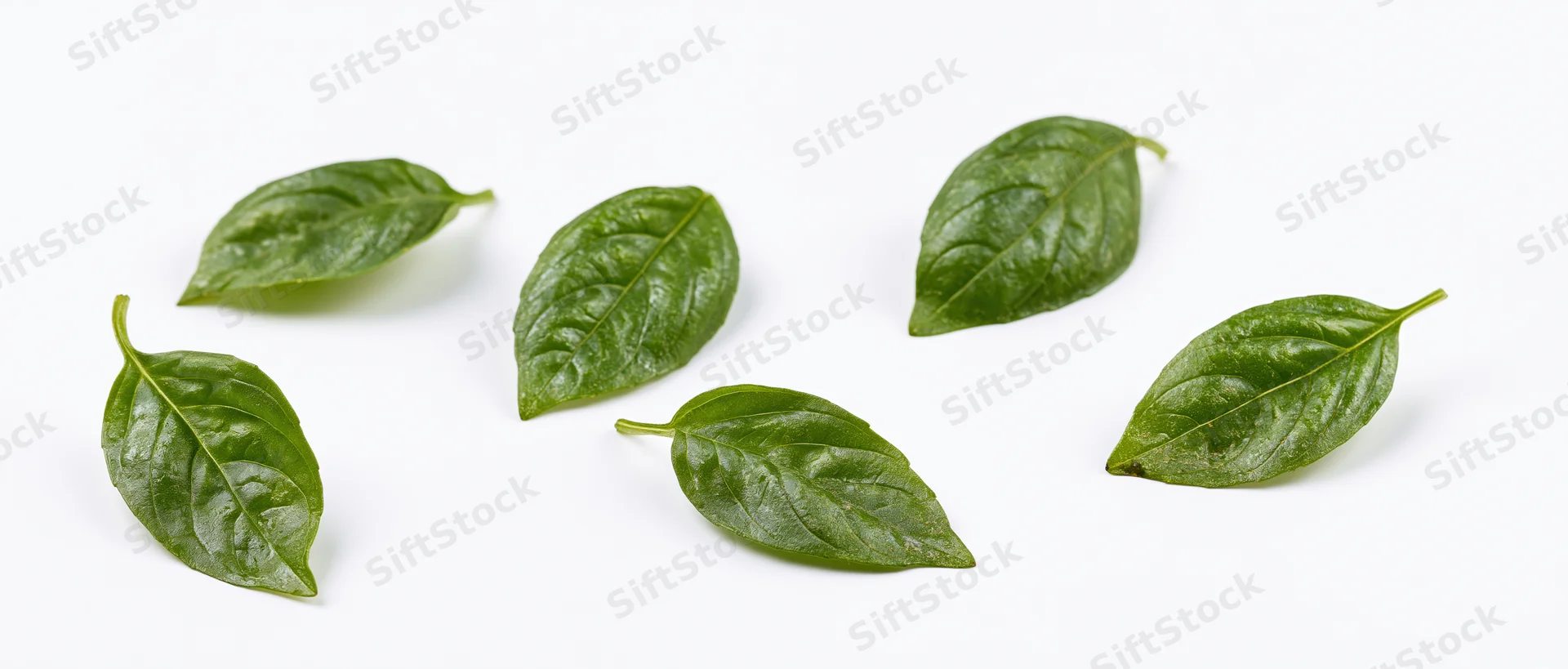Seven fresh basil leaves scattered on a white surface in a flat lay arrangement