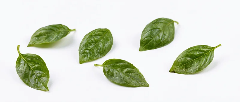 Seven fresh basil leaves scattered on a white surface in a flat lay arrangement