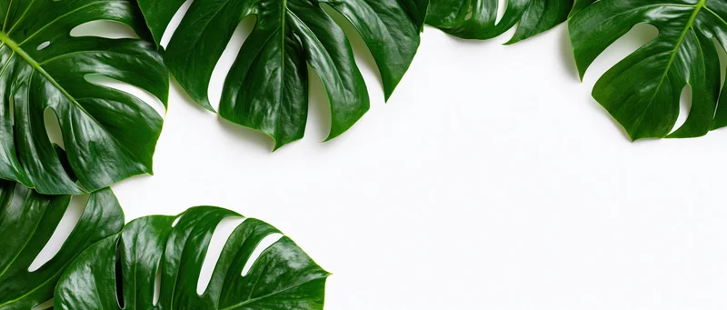 Monstera leaves arranged in clusters along the edges of a white surface, leaving central copyspace