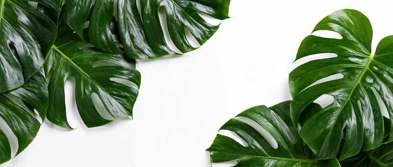 Monstera leaves arranged in clusters on white background