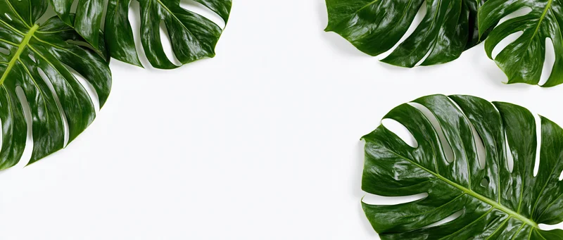 Monstera leaves arranged in clusters on white background with copyspace