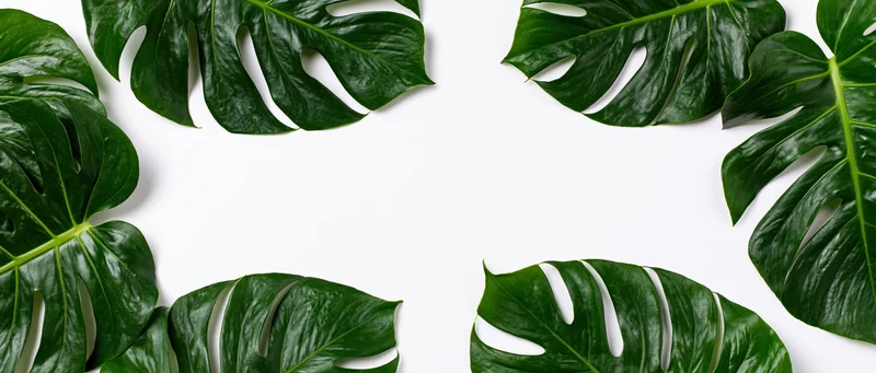Monstera leaves arranged in clusters on white background with copyspace