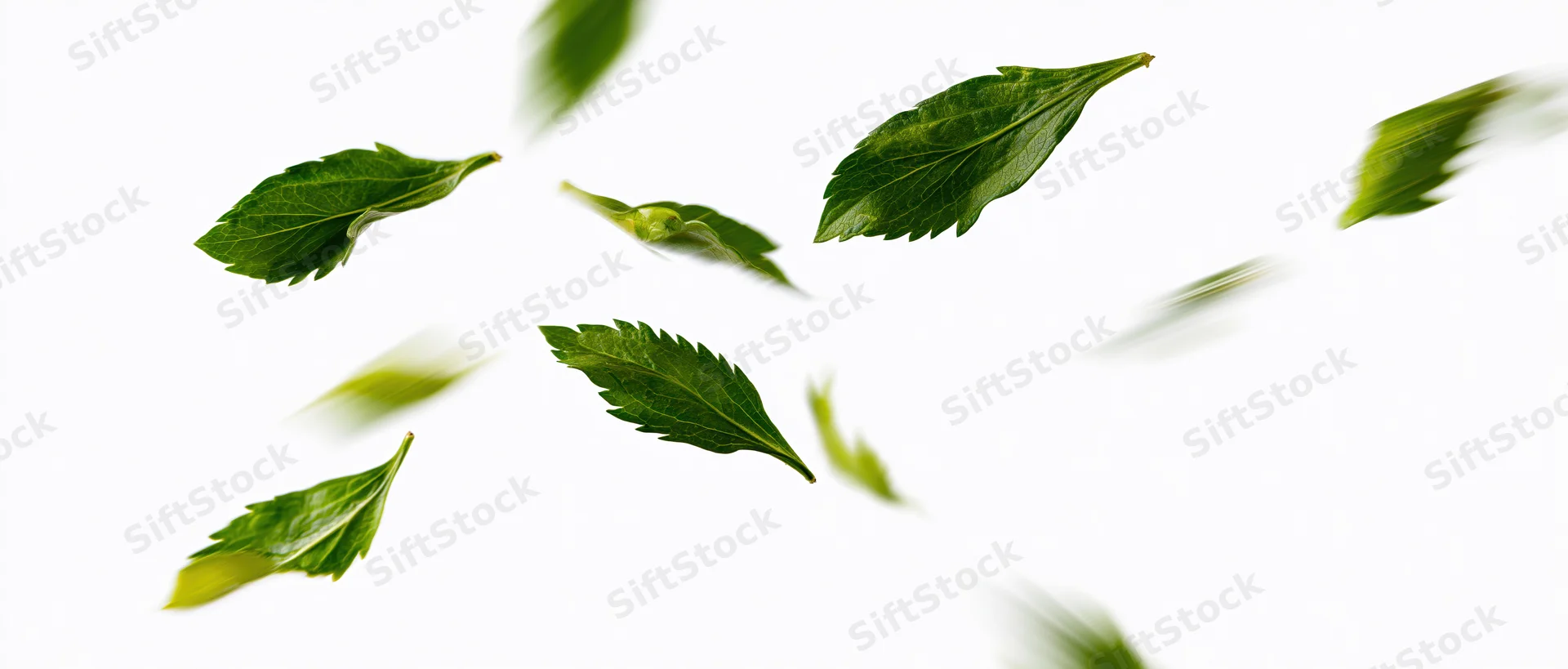 Green serrated leaves floating mid-air against a white background