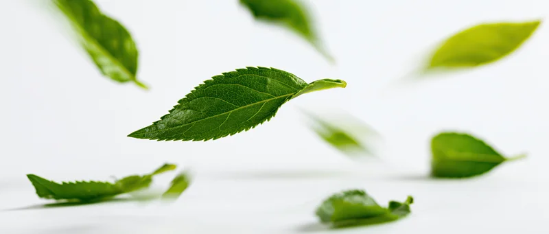 Green serrated leaves floating mid-air against a white background