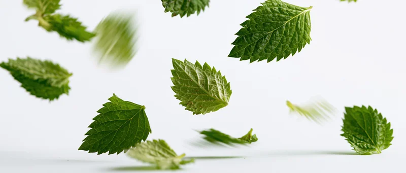 Mint leaves floating mid-air against a white background
